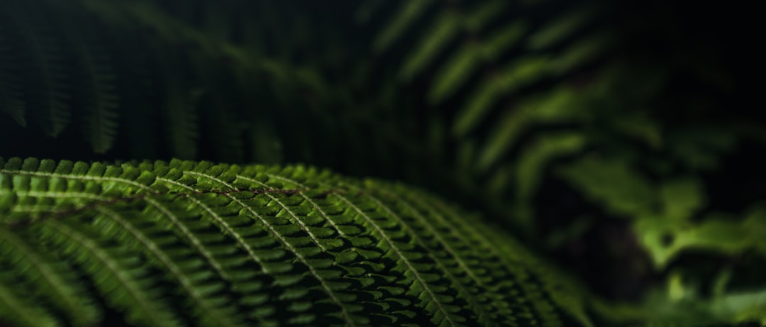 découvrez des alternatives écologiques pour adopter un mode de vie plus durable et respectueux de l’environnement. faites le choix de solutions éco-responsables au quotidien.